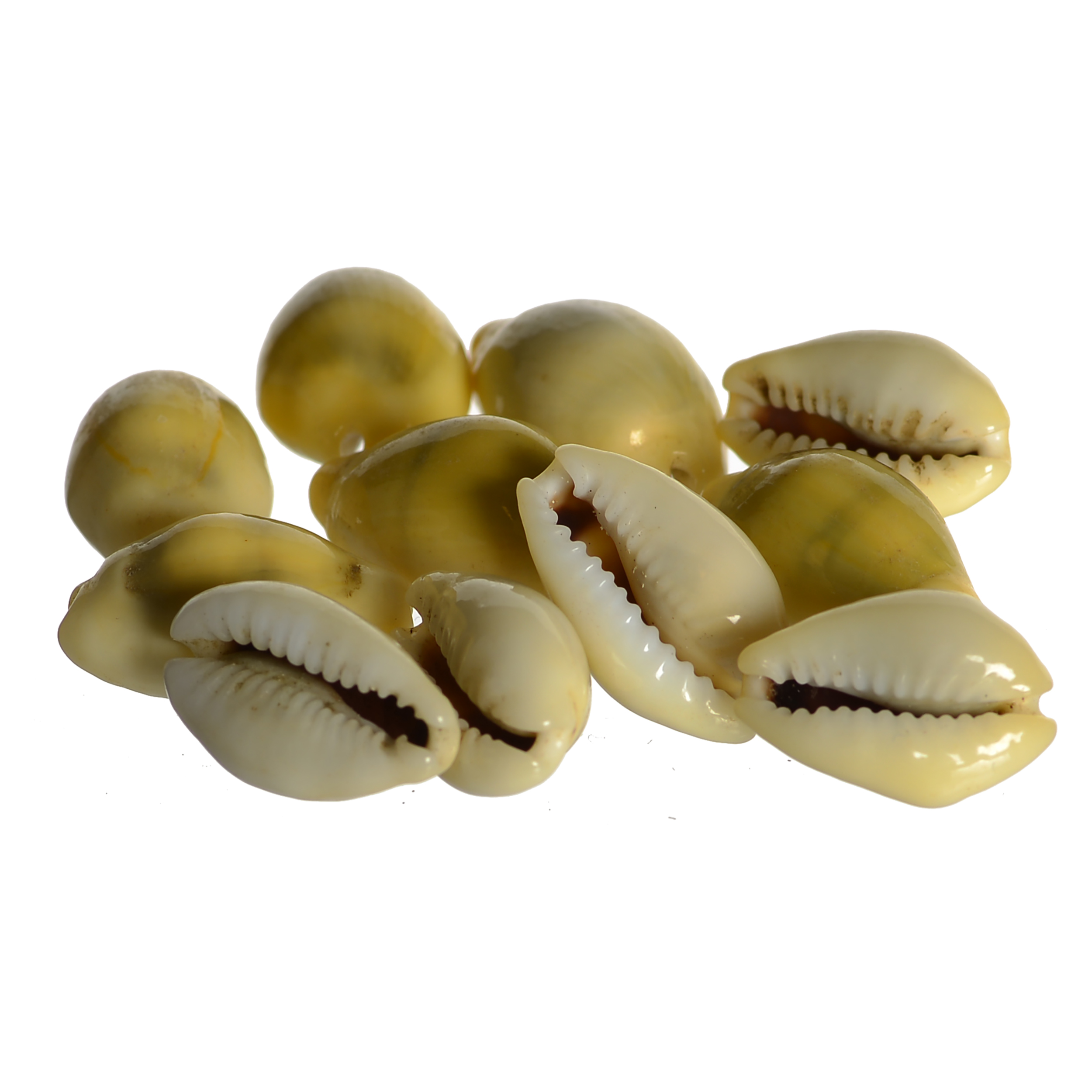Stone Natural Laxmi Cowry(7x5x2 cm, Yellow, Pack of 11)