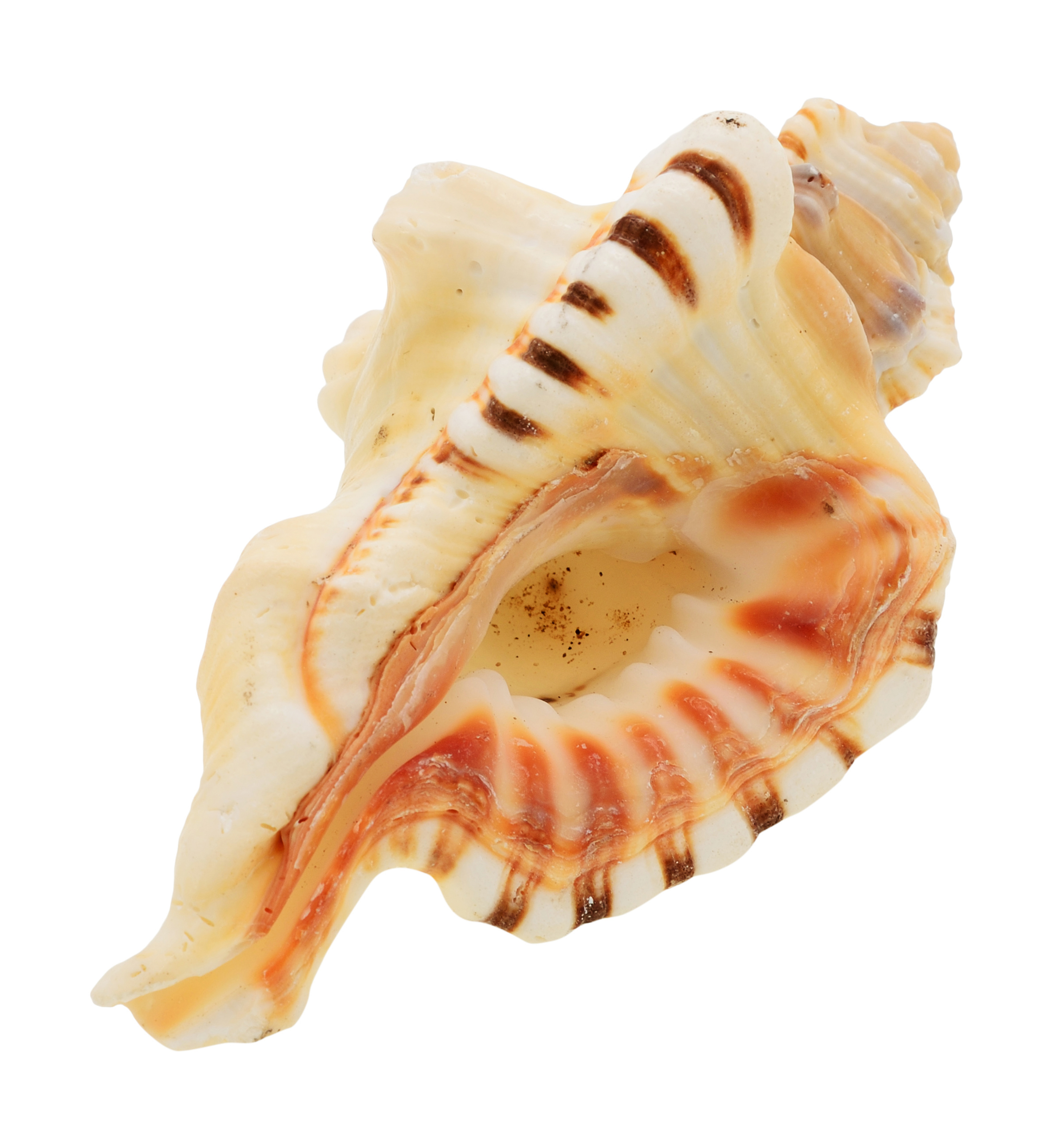 Natural Ganesh Shankh for Ganapati Pooja Sacred Shankh For Luck