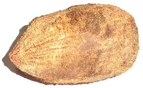 FengShui Ekakshi Narial- Ekakshee Nariyal Coconut For Pooja-1 piece